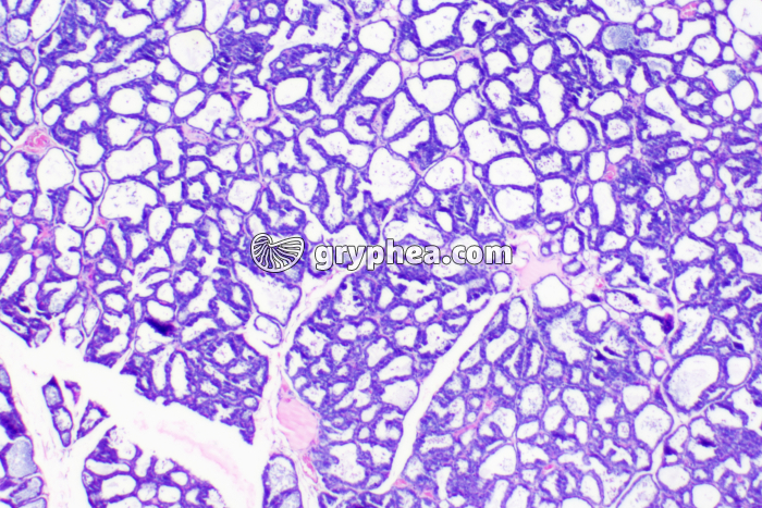 Glande mammaire en activité x20 - gryphea.com